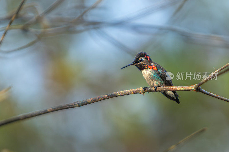 蜜蜂蜂鸟，Zunzuncito o Pajaro mosca， (Calypte helenae)， Colibri d'Éléna。